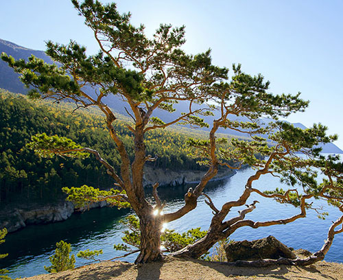 Зеленая защита леса